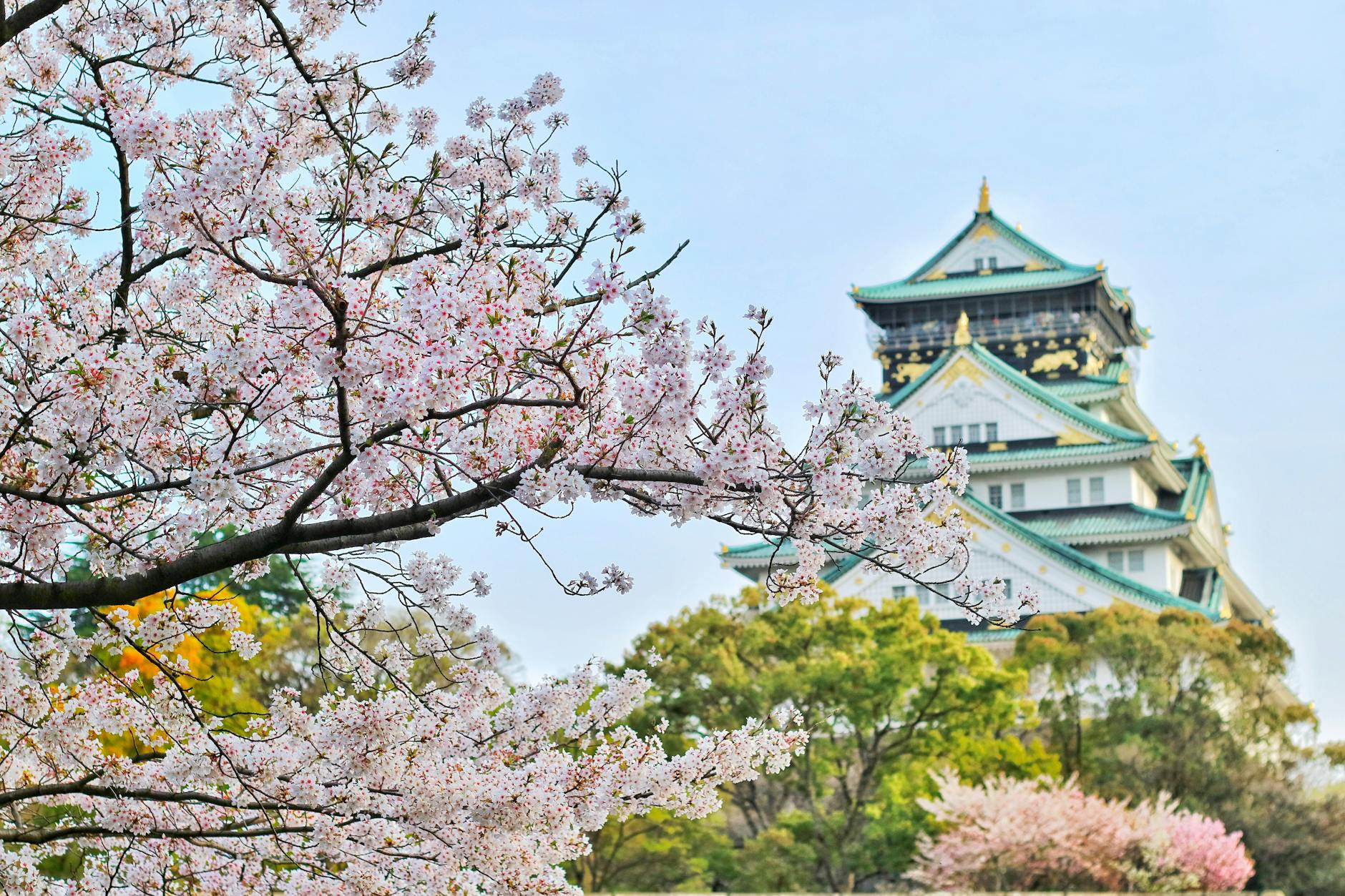 桜の名所巡り：関東、関西のベストお花見スポット