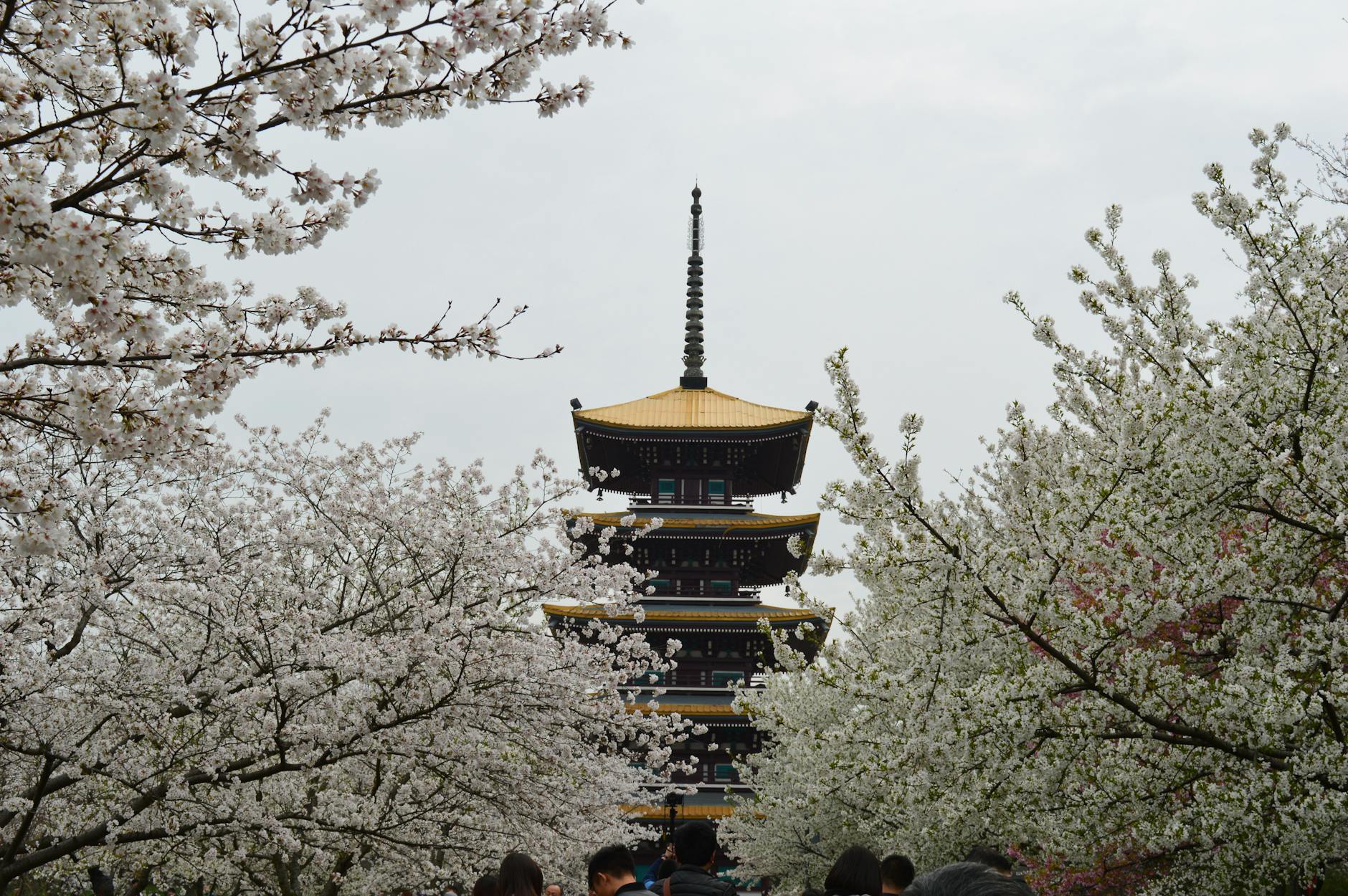 日本の花見文化を楽しむ！全国のお花見スポット特集