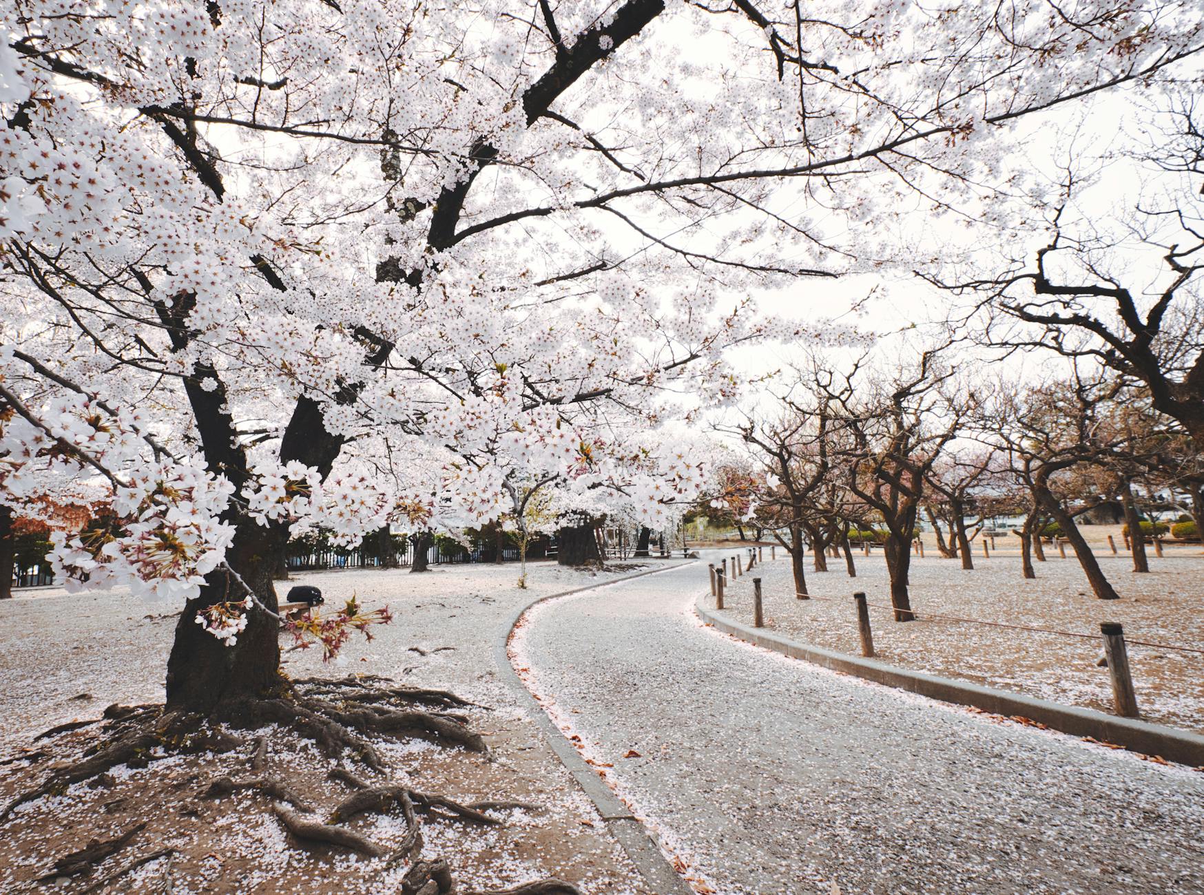 桜舞う季節に本を読むということ：春の光と物語に包まれて